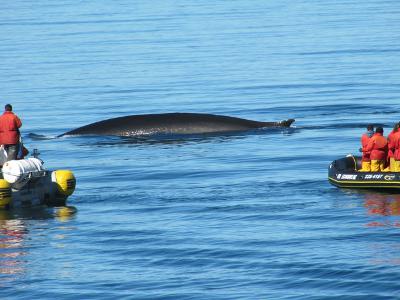 Whale watching up close